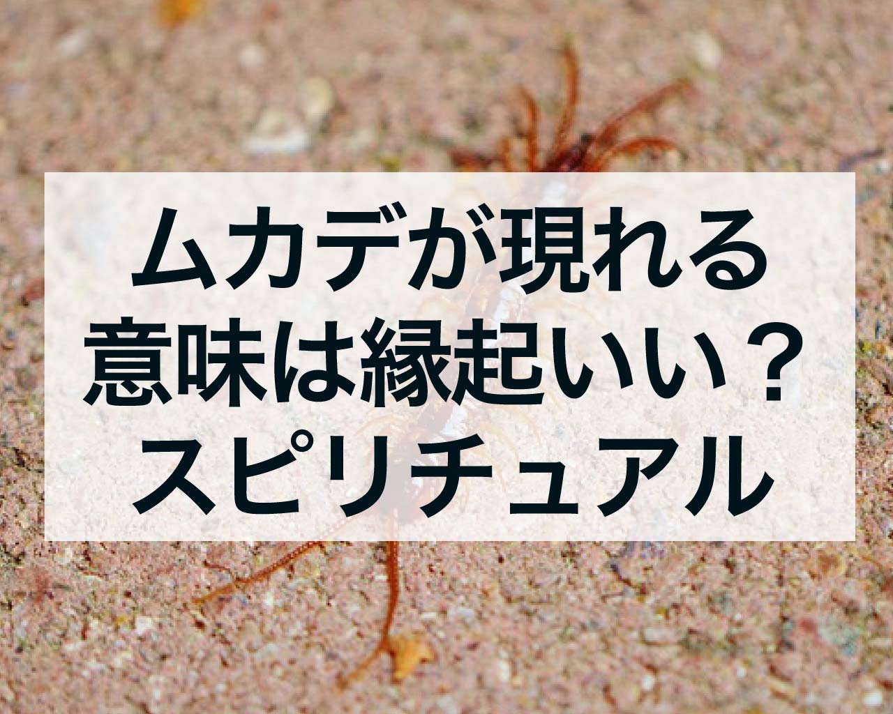 ムカデが現れる意味は縁起がいい？ムカデのスピリチュアル