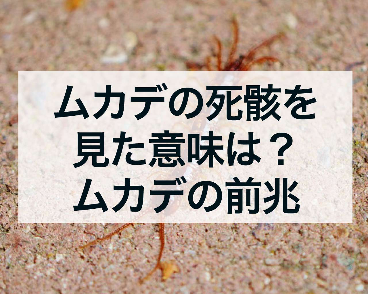 ムカデの死骸を見た意味は？ムカデの前兆