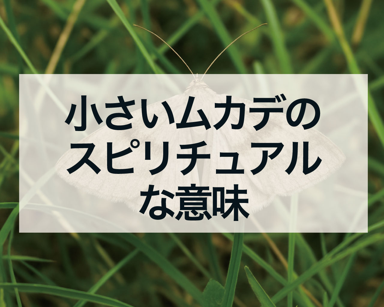 小さいムカデのスピリチュアルな意味
