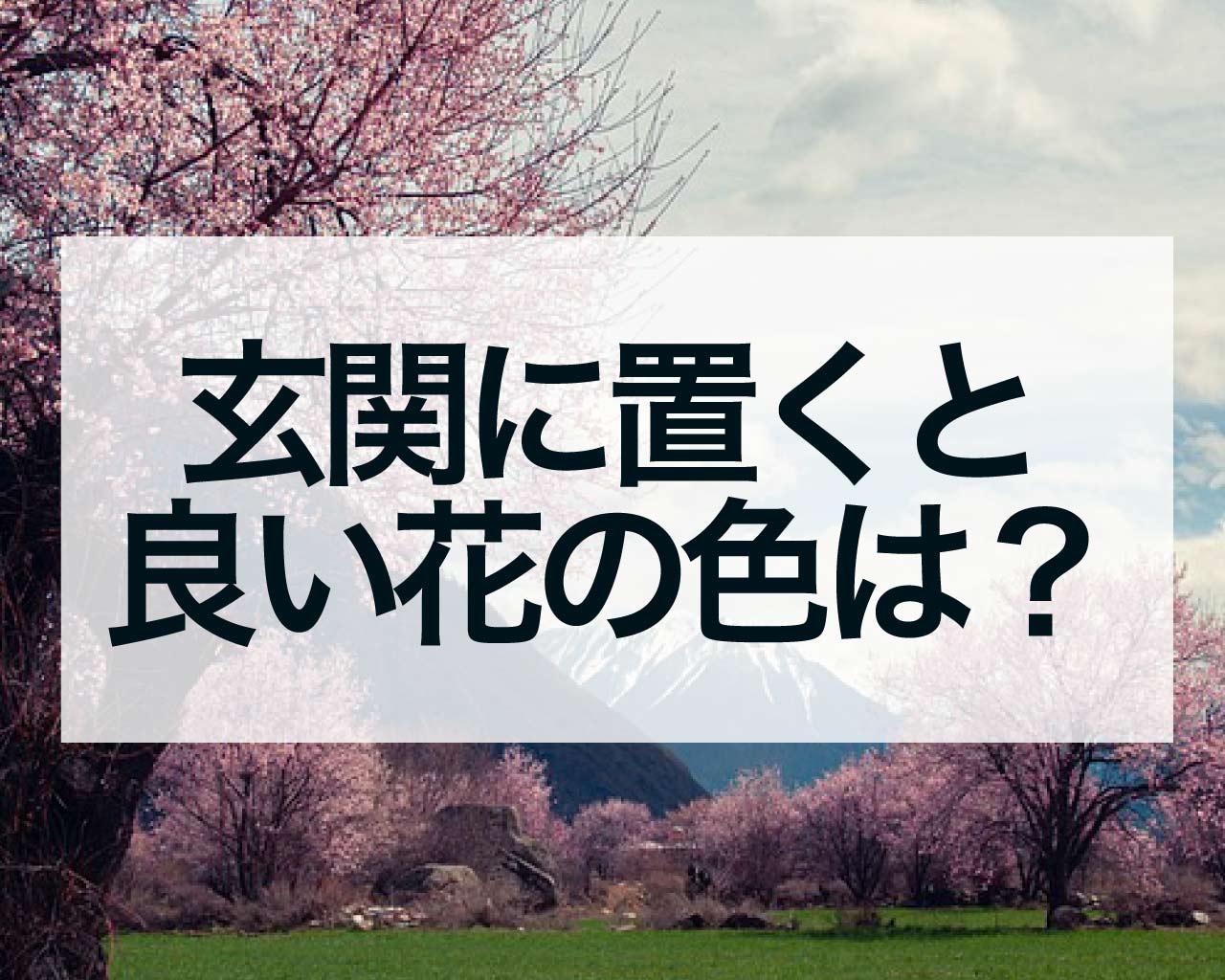 玄関に置くと良い花の色は？