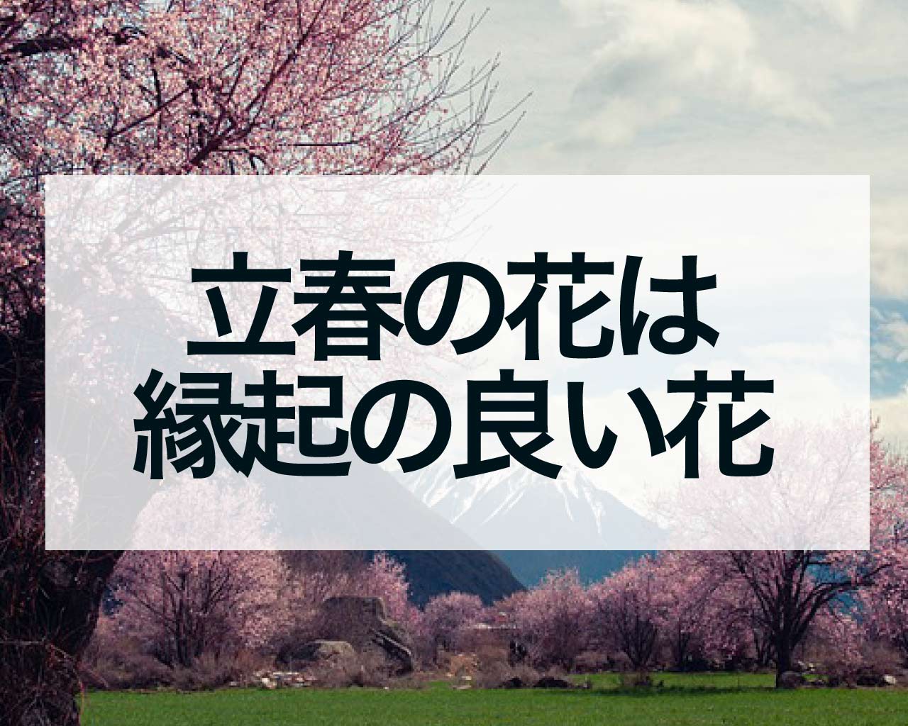 立春の花は？見頃の花や飾ると縁起の良い花