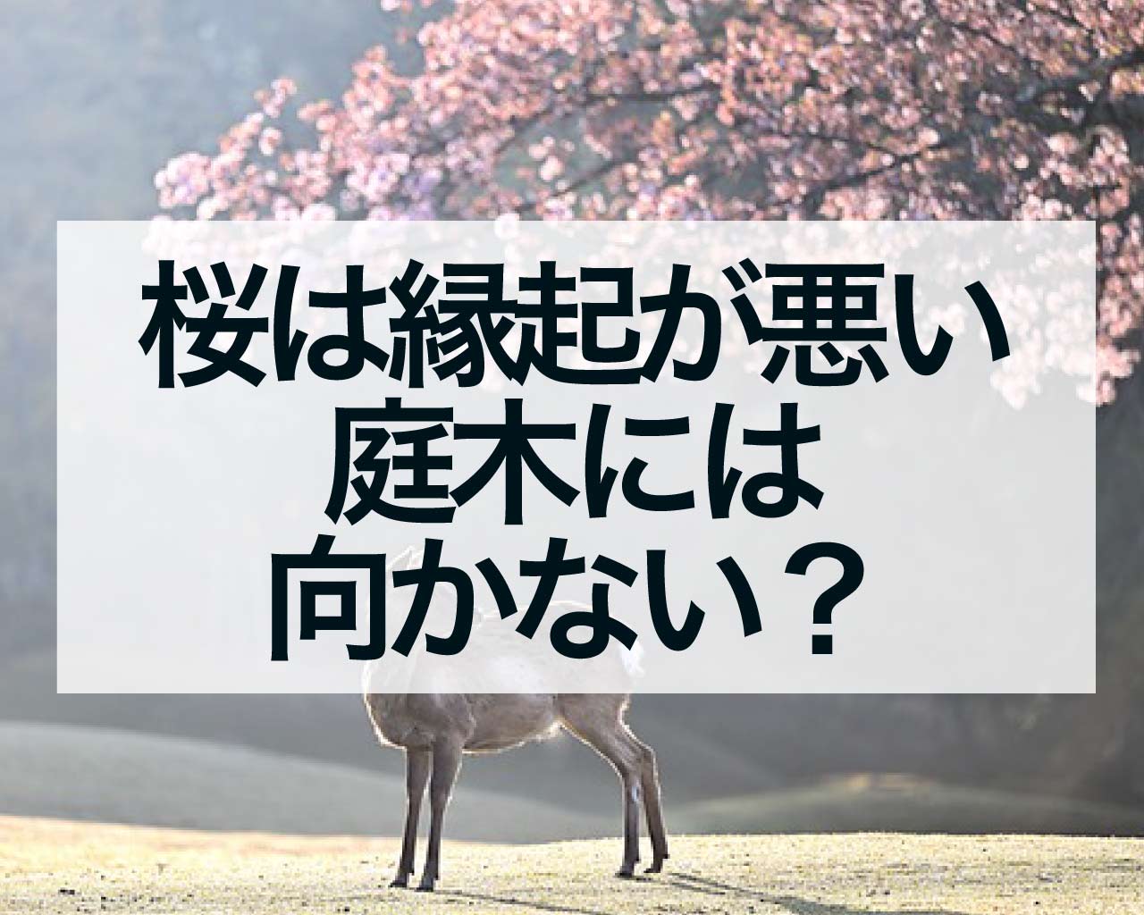 桜は縁起が悪い、庭木には向かない？