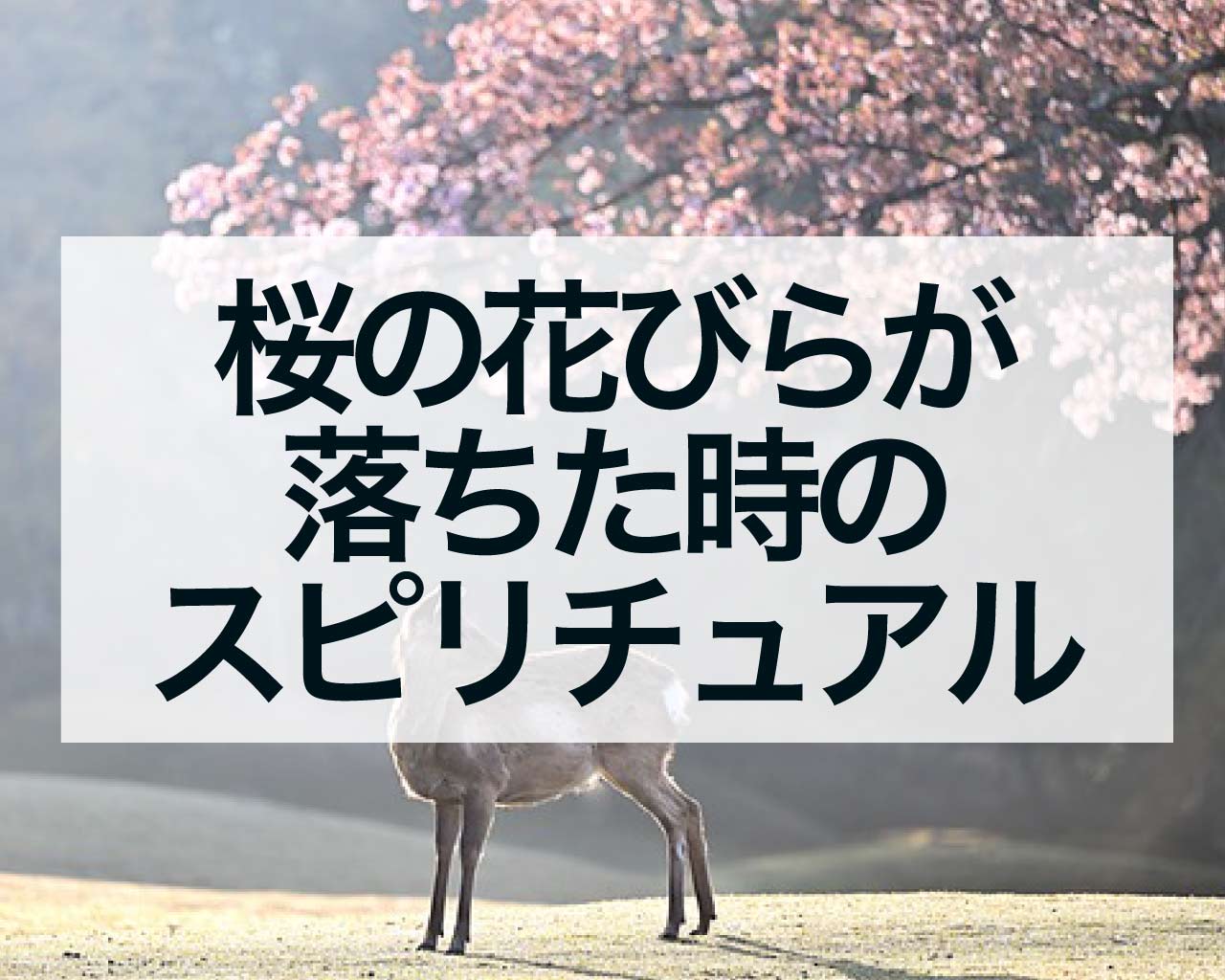 桜の花びらが落ちた時のスピリチュアル、桜の花びらが体・頭・靴についた意味や桜の花びらをキャッチした時のジンクス