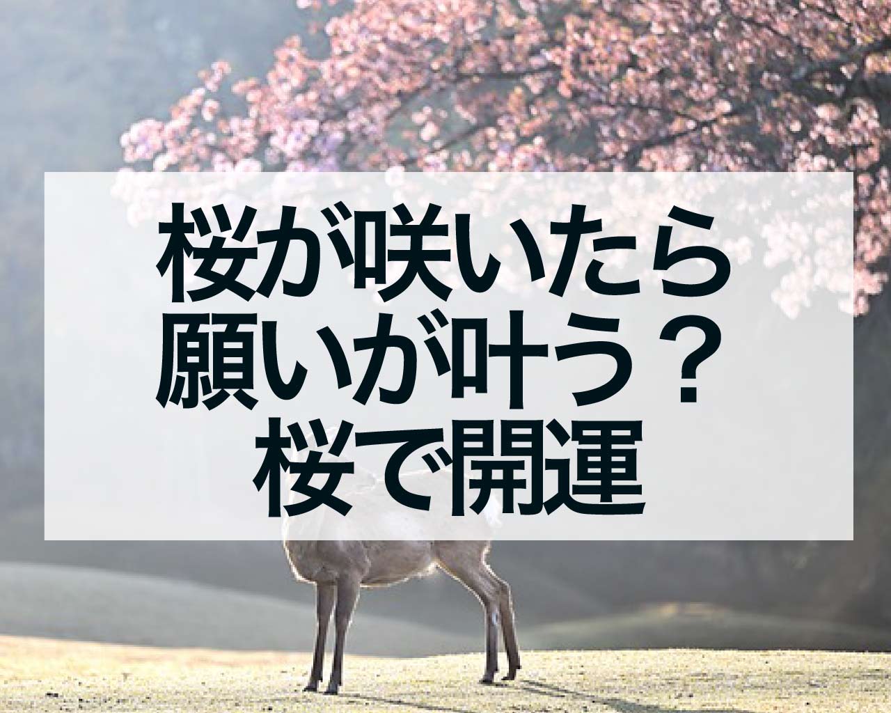 桜が咲いたら願いが叶う？桜で開運