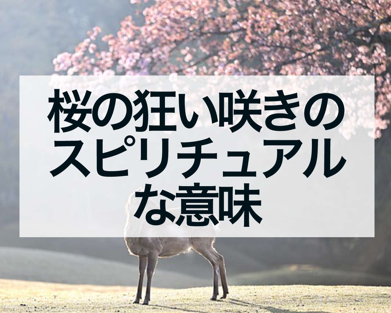 桜の狂い咲きのスピリチュアルな意味