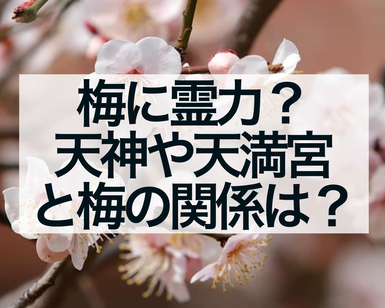 梅には霊力がある？天神や天満宮、菅原道真と梅の関係は？