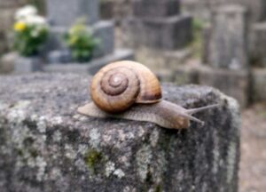 お墓にカタツムリがいるのは不吉?まず知っておきたいこと