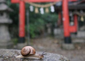 神社でカタツムリを見ると、「神様に歓迎されているのでは」と感じる人は少なくありません。