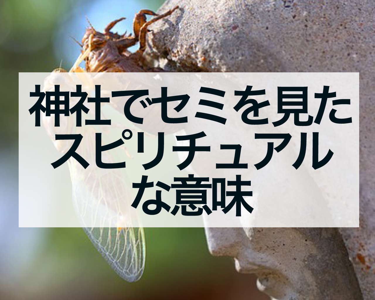 神社でセミを見た、セミの鳴き声を聞いた、死骸があったスピリチュアルな意味