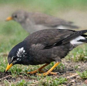 ムクドリは全長約24センチほどの身近な鳥