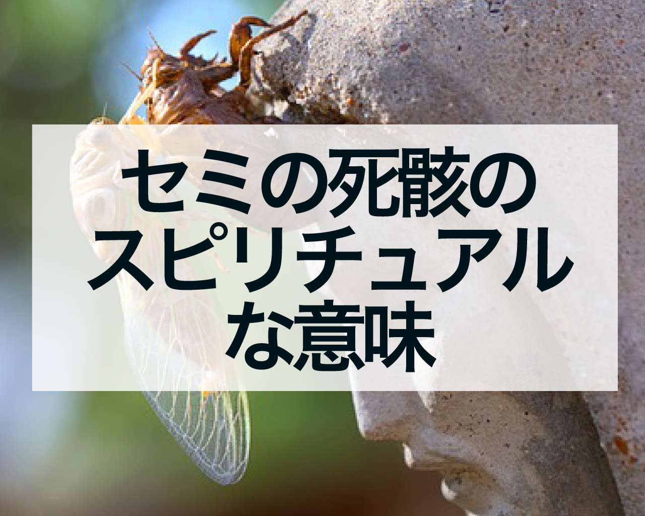 セミの死骸のスピリチュアル、玄関・道路・公園で見た意味