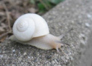 白いカタツムリの夢