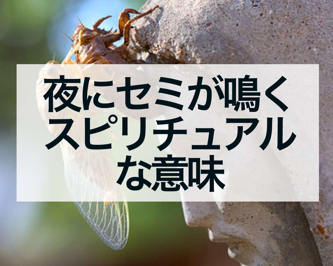 夜にセミが鳴くスピリチュアルな意味、地震？転期？運気が上がる？