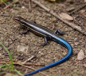 青い尻尾のトカゲは、幼い時期のニホントカゲ類であることが多い