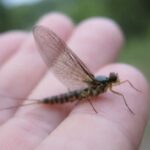 カゲロウは不吉？縁起が悪い？まず結論から