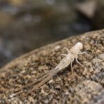 カゲロウの抜け殻