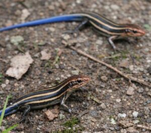 神社でトカゲを2匹見た時の意味
