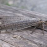 ウスバカゲロウ