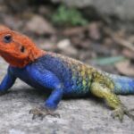 海外には「レインボーリザード」と呼ばれるトカゲがいる