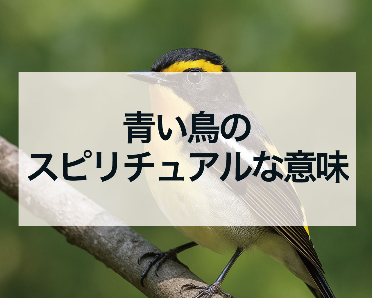 青い鳥のスピリチュアルな意味、幸運を呼ぶ青い鳥とは？