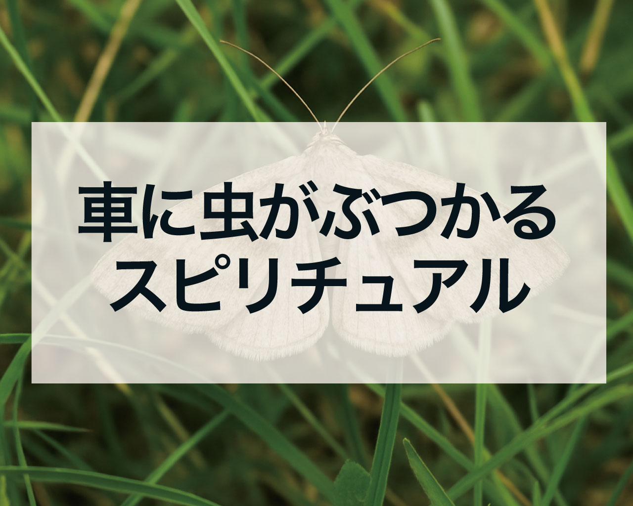 車に虫がぶつかるスピリチュアル、運転中にフロントに虫が！