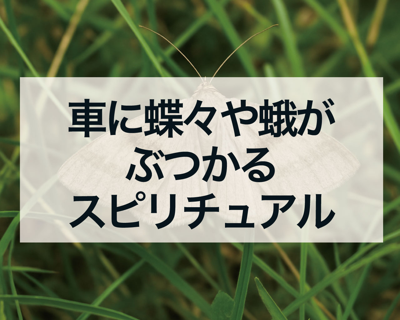 車に蝶々や蛾がぶつかるスピリチュアルな意味