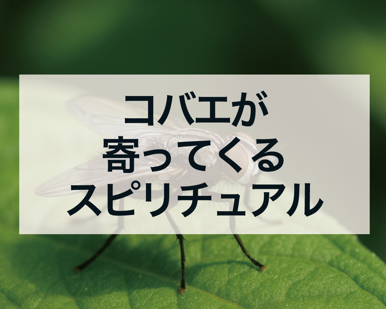 コバエが寄ってくるスピリチュアル