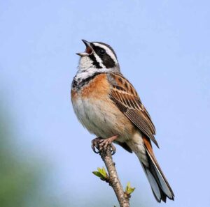 ホオジロはスズメ目ホオジロ科の鳥で、頬(ほお)の部分が白く目立つことからこの名前がつけられました。日本では一年中見ることができ、里山や草原、林の縁などに生息しています。