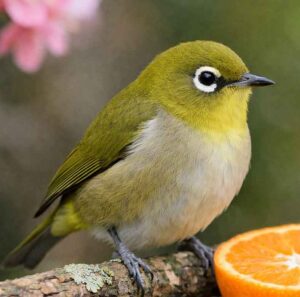 メジロはスズメ目メジロ科の小鳥で、全長は約12cm。目のまわりの白い輪がいちばんの特徴です。日本各地で見られ、庭や公園など身近な場所にも訪れます。