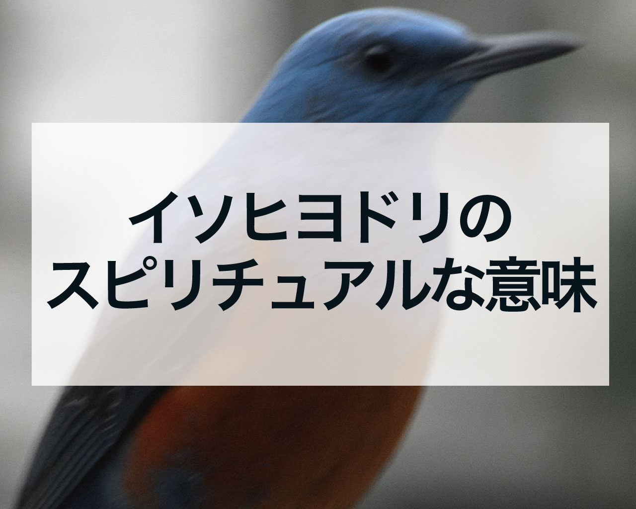 イソヒヨドリのスピリチュアル、レア度の高いイソヒヨドリの鳴き声や家やベランダに来た意味