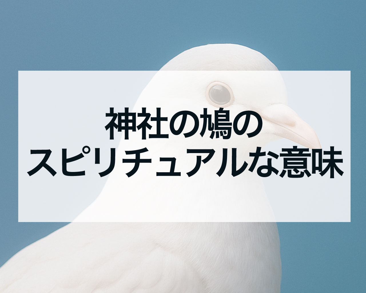 神社の鳩のスピリチュアルな意味、神社で鳩が寄ってくる・飛んできた