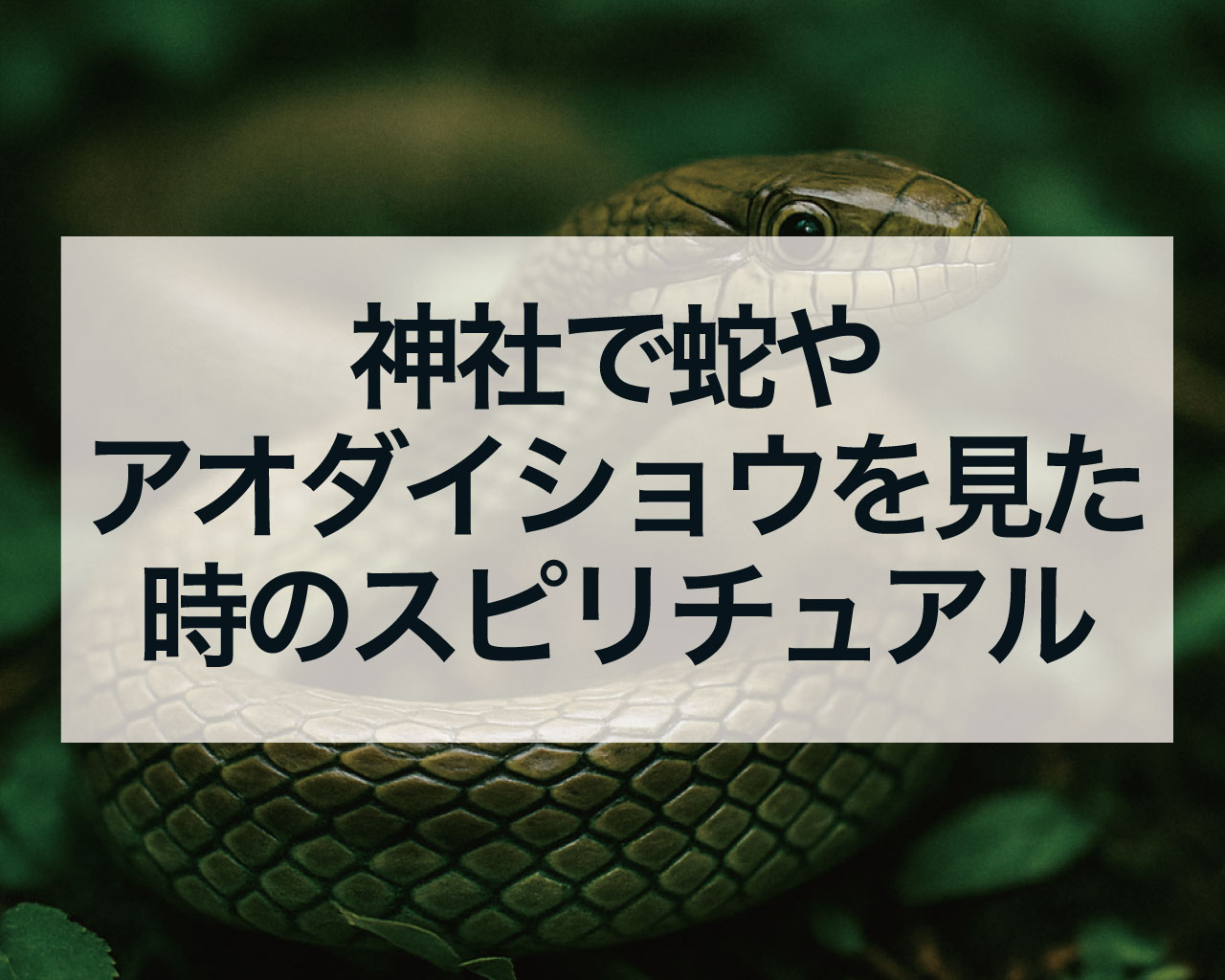 神社で蛇やアオダイショウを見た時のスピリチュアル