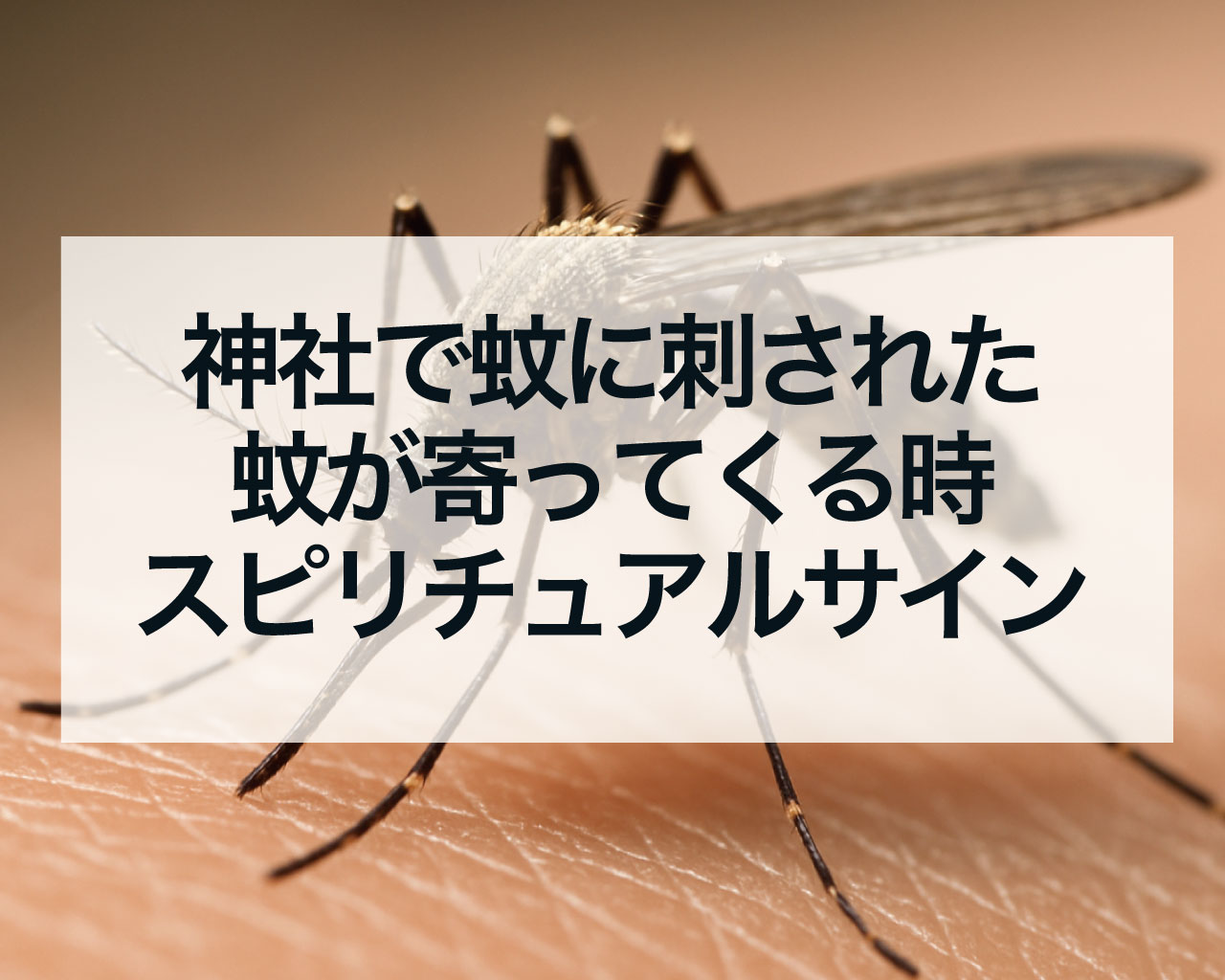 神社で蚊に刺された、蚊が寄ってくる時のスピリチュアルメッセージ