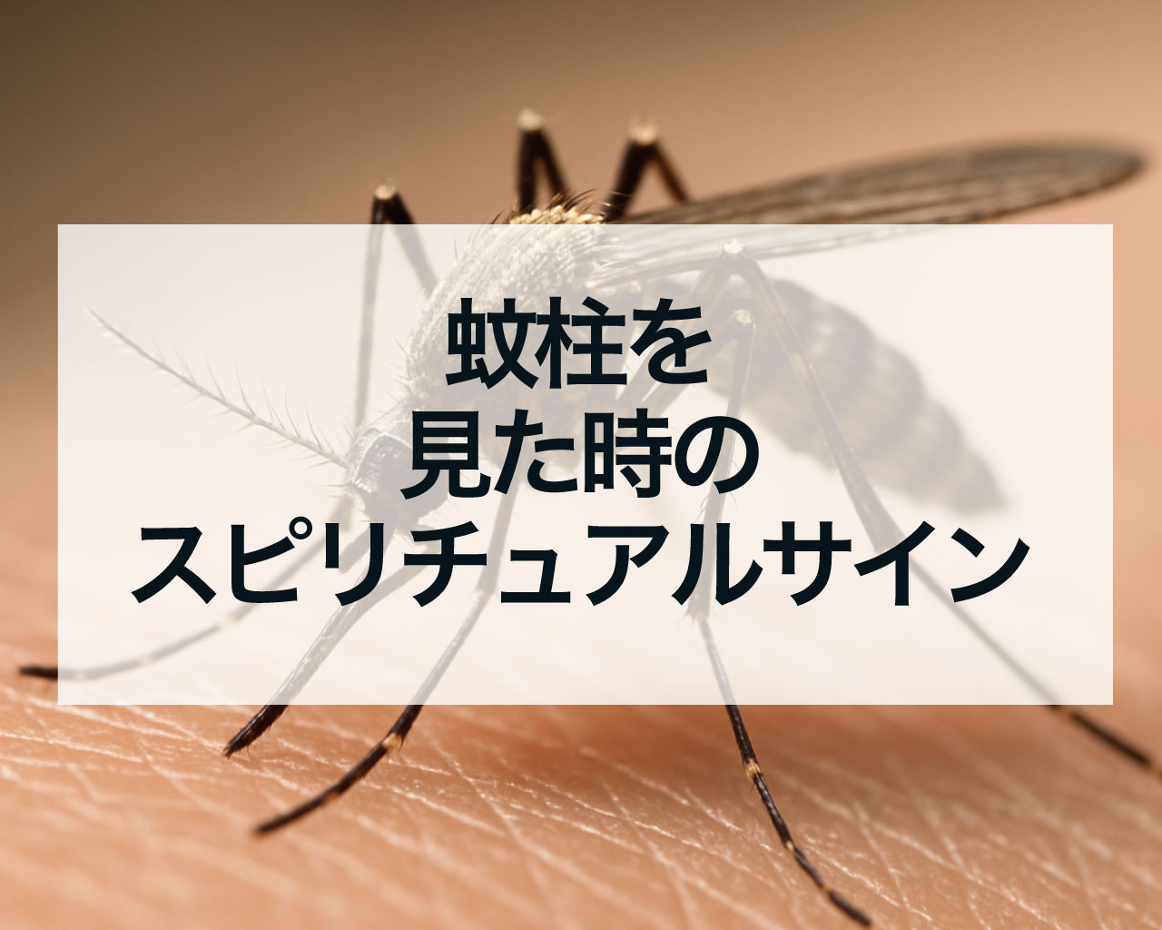 蚊柱を見た時のスピリチュアルサイン