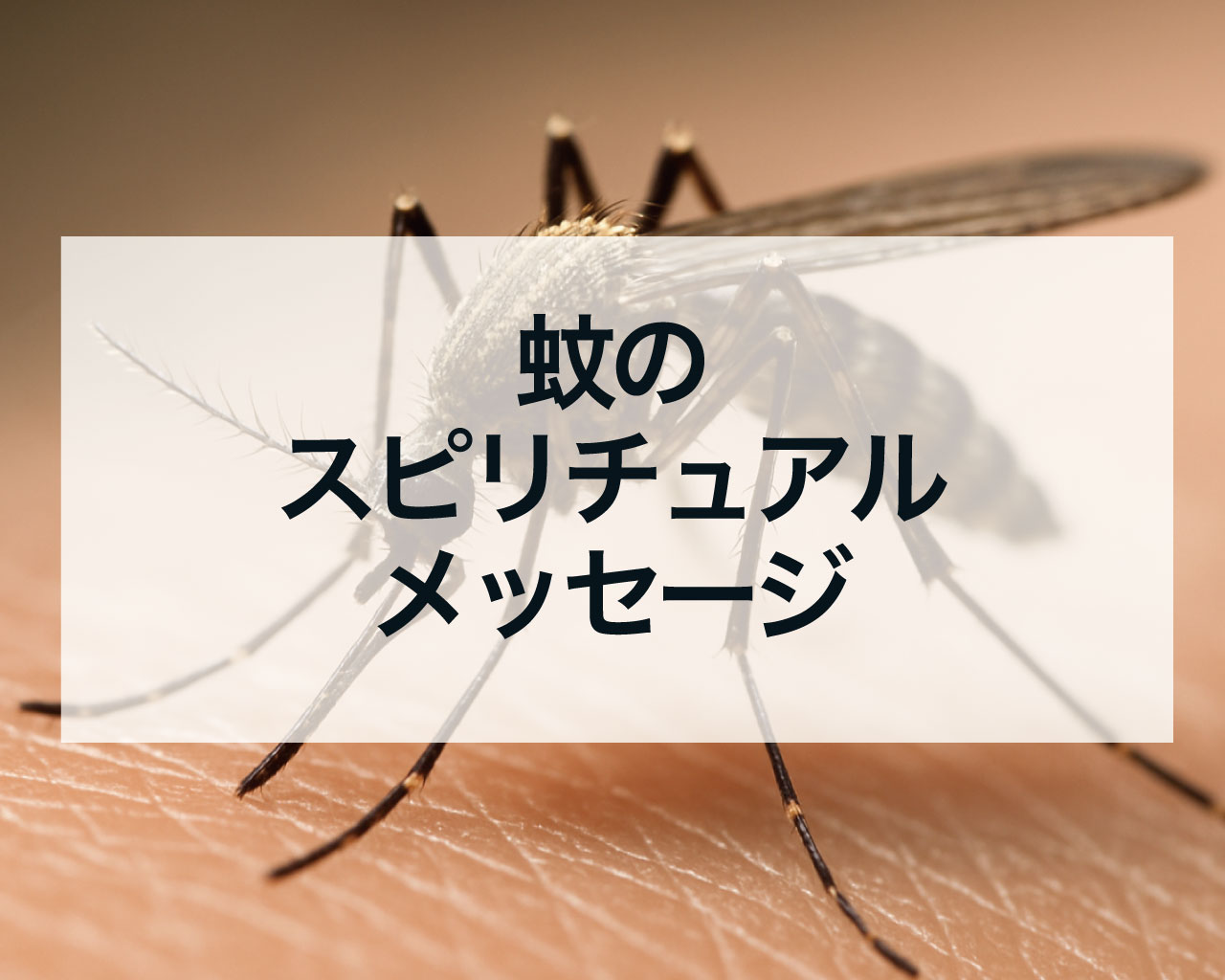 蚊のスピリチュアルメッセージ、蚊が寄ってくる刺される人の意味