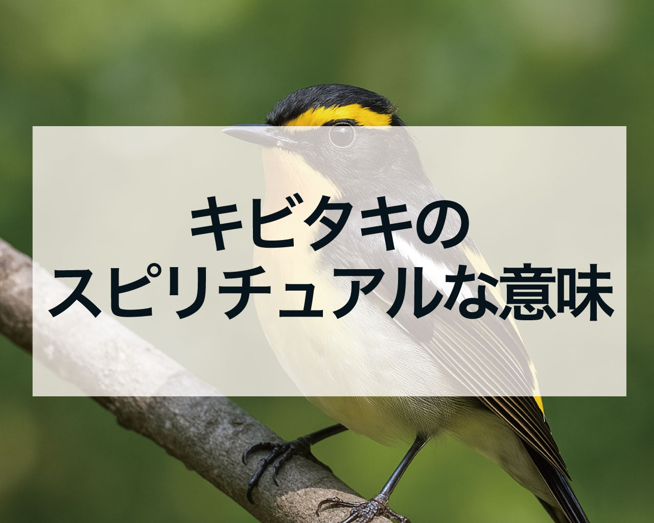 キビタキのスピリチュアルな意味