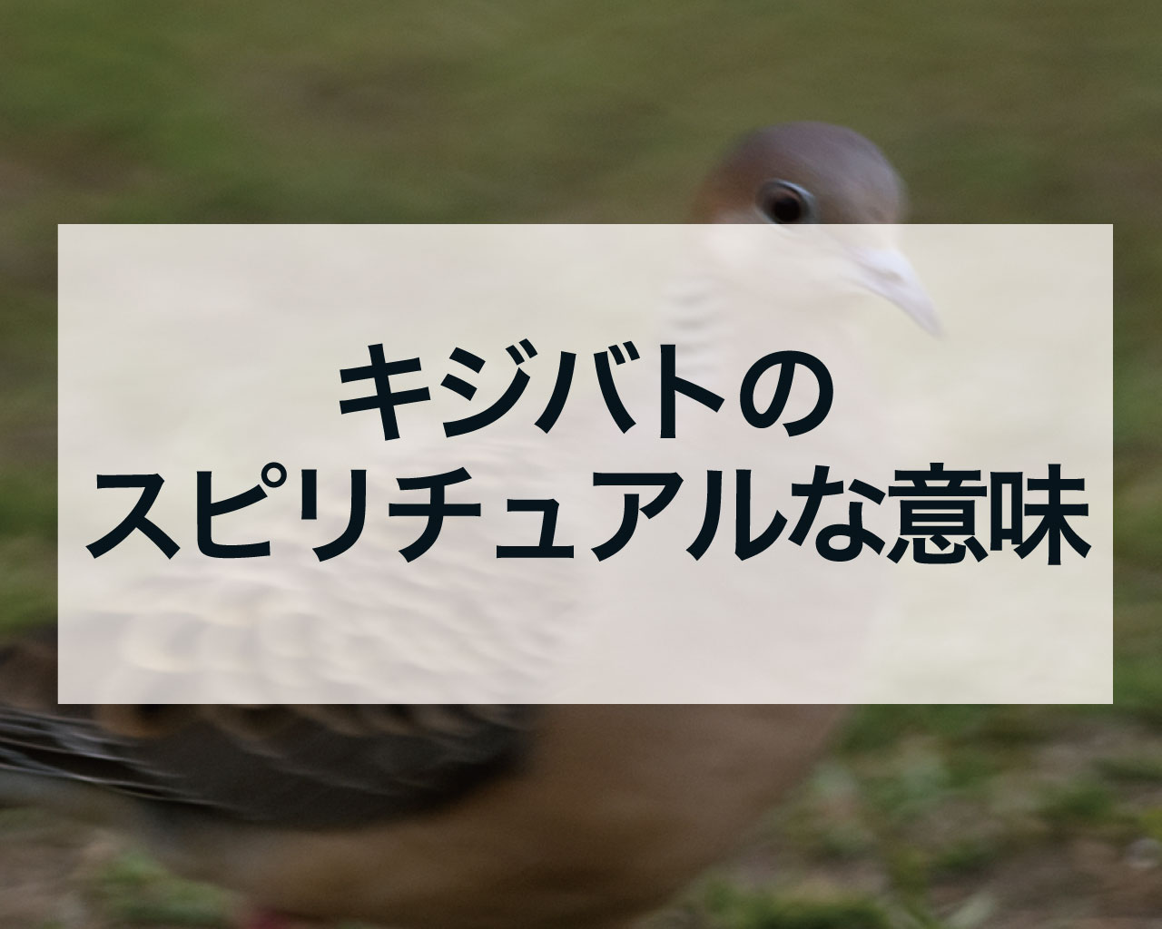 キジバトのスピリチュアル、キジバトが横切る・庭や神社で見る・つがいのキジバト