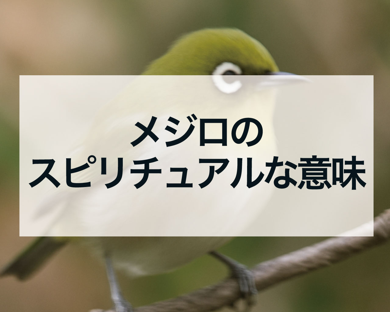 メジロのスピリチュアルな意味