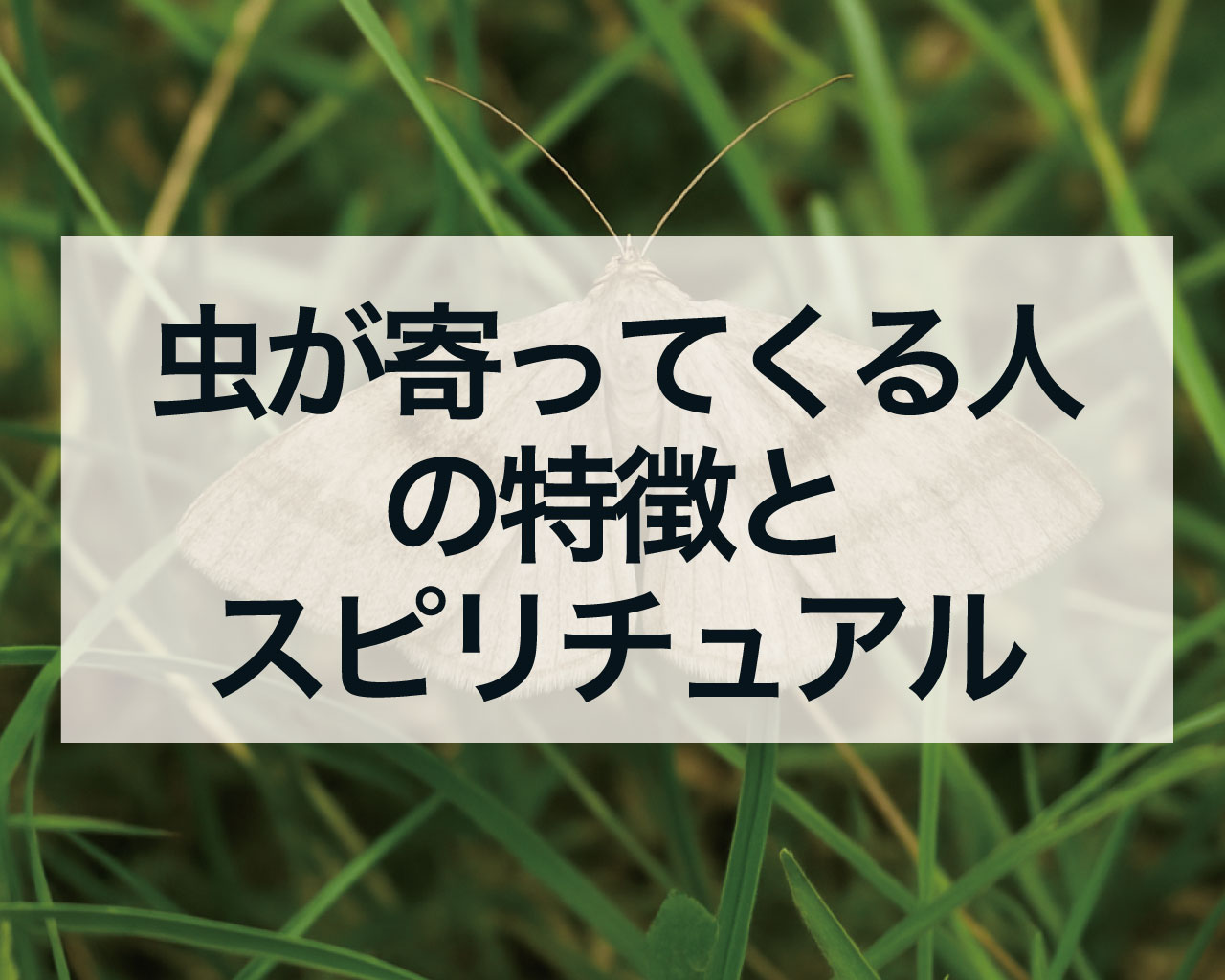 虫が寄ってくる人の特徴とスピリチュアルな意味