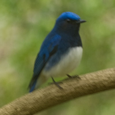 オオルリ