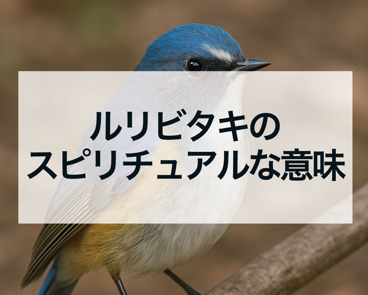 ルリビタキのスピリチュアルな意味
