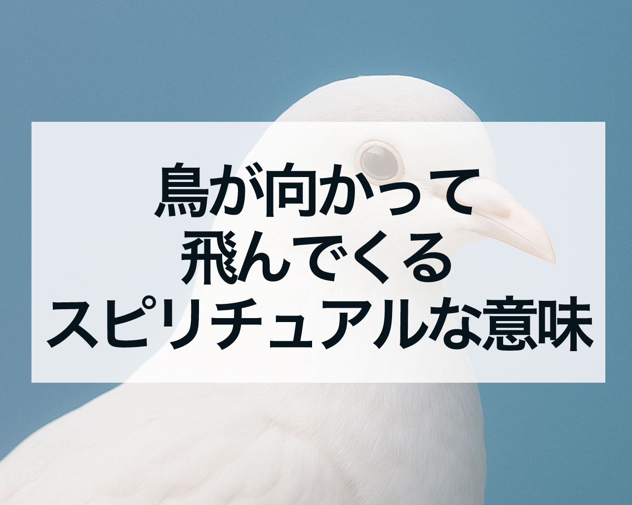 鳥が向かって飛んでくるスピリチュアルな意味