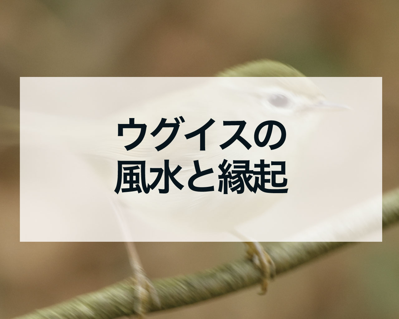 ウグイスの風水と縁起