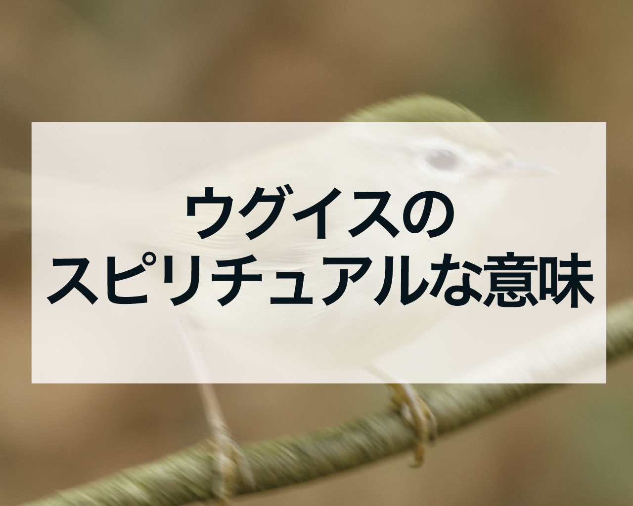 ウグイスのスピリチュアルな意味、ウグイスを神社や庭、公園で見た、鳴き声を聞いた時のメッセージ