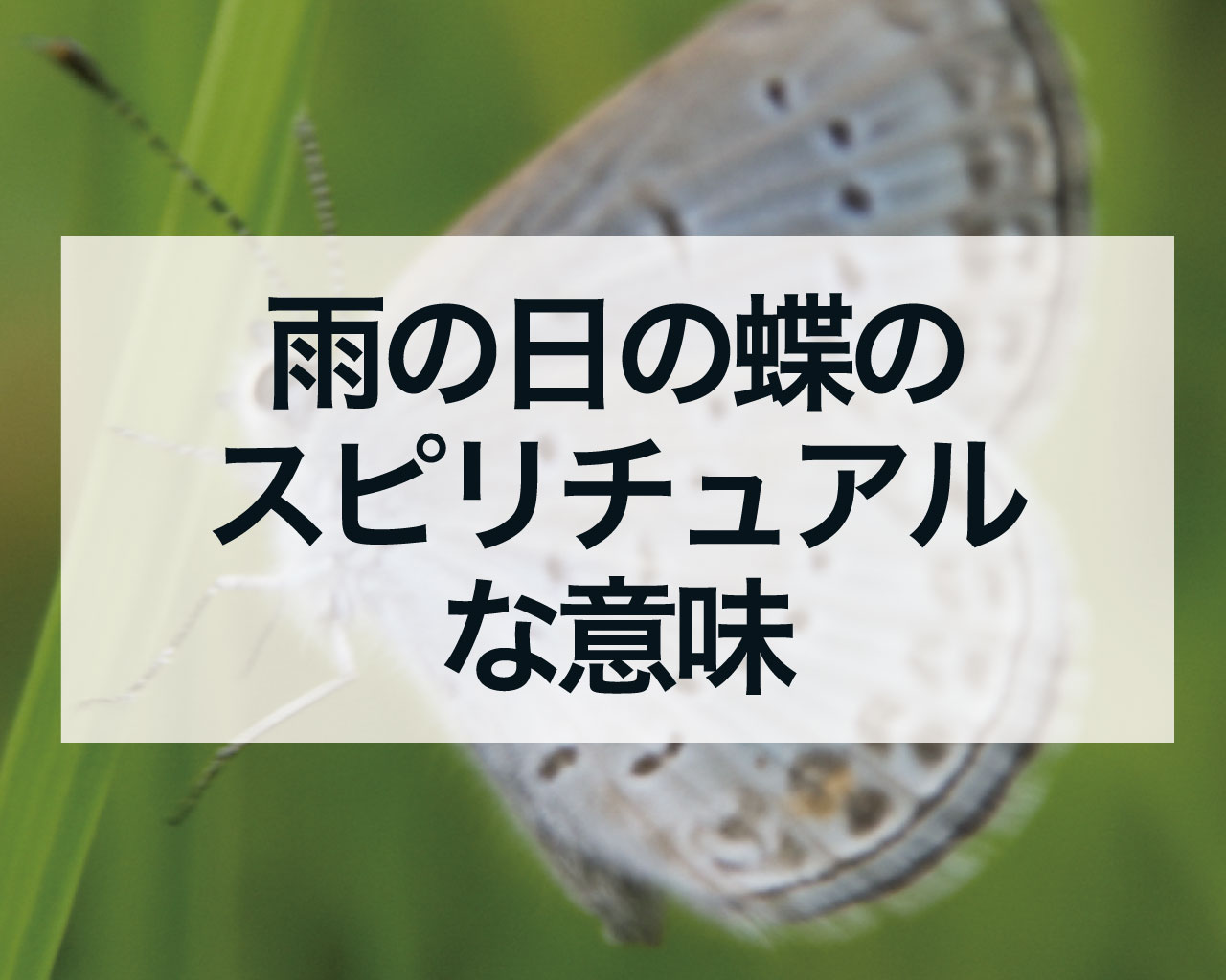 雨の日の蝶のスピリチュアルな意味