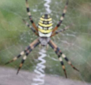 コガネグモのスピリチュアルと緑の蜘蛛の違い