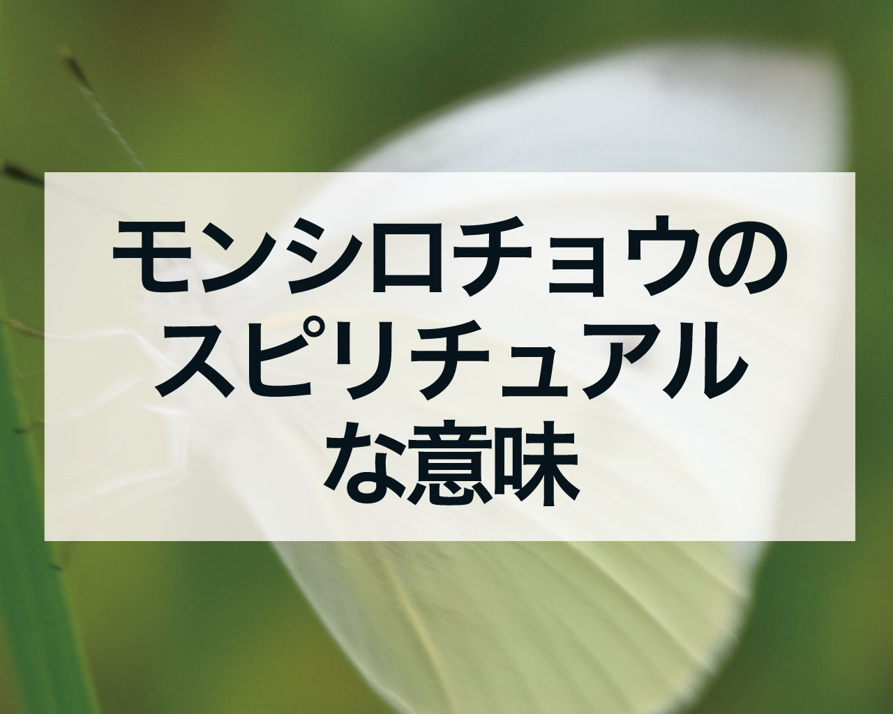 モンシロチョウのスピリチュアルな意味