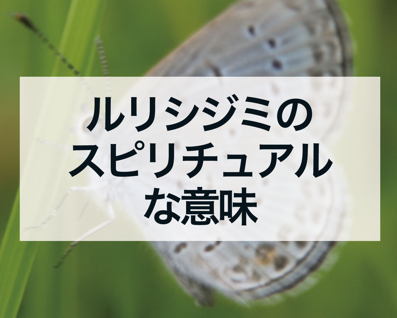 ルリシジミのスピリチュアルな意味