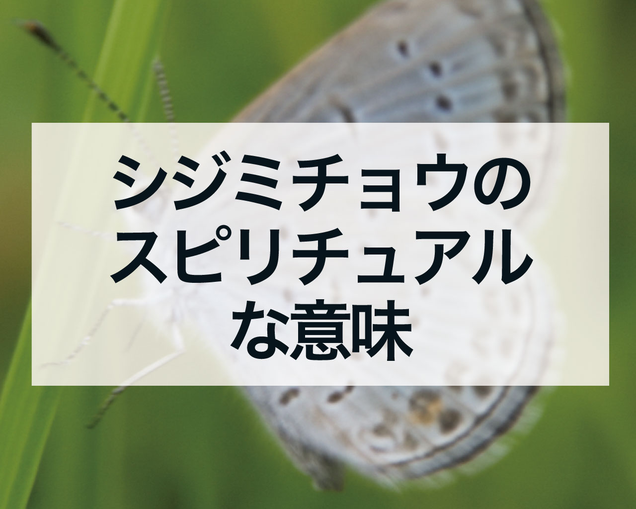 シジミチョウのスピリチュアルな意味