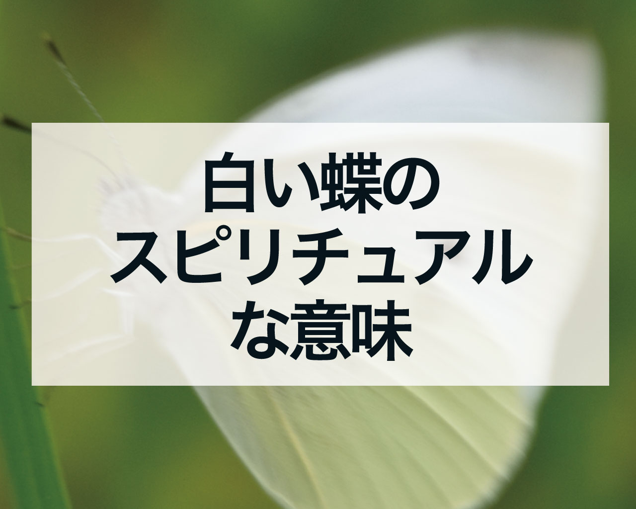 白い蝶のスピリチュアルな意味、恋愛や金運や仕事運の意味は？